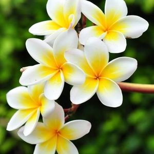 Meet your Posher, Izzy